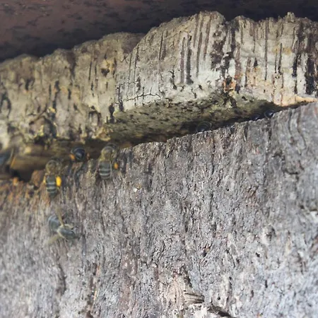 O Palheiro - Vista Panoramica E Jacuzzi Εξοχικό σπίτι Sobreira Formosa