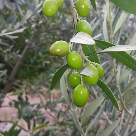 O Palheiro - Vista Panoramica E Jacuzzi Εξοχικό σπίτι *
