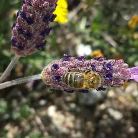 Εξοχικό σπίτι O Palheiro - Vista Panoramica E Jacuzzi *