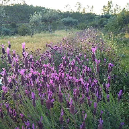 Εξοχικό σπίτι O Palheiro - Vista Panoramica E Jacuzzi Sobreira Formosa