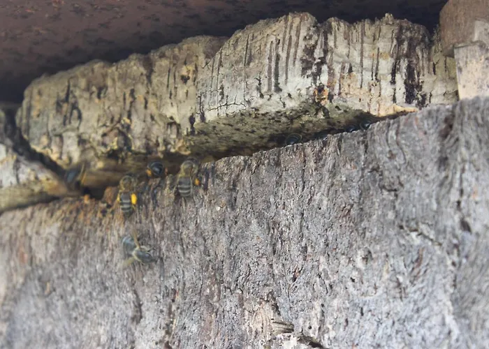 O Palheiro - Vista Panoramica E Jacuzzi Country house Sobreira Formosa