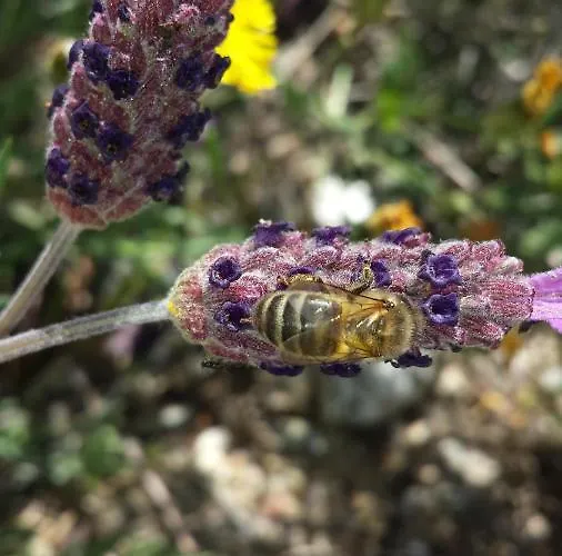 Country house O Palheiro - Vista Panoramica E Jacuzzi *