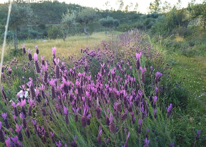 カントリーハウス O Palheiro - Vista Panoramica E Jacuzzi Sobreira Formosa